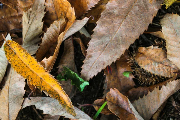 Żółte Liście Leżą Trawie Nadchodzi Jesień — Zdjęcie stockowe