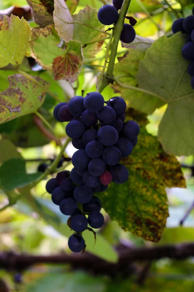 Branche Raisins Bleus Avec Feuilles Vertes Gros Plan — Photo