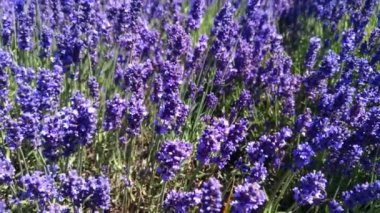 Yakın plan güzel, açan lavanta çiçekleri rüzgarda sallanıyor. Bal arısı lavanta çiçekleri üzerinde çalışıyor.