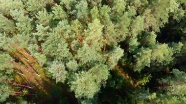 Kırsal alandaki güzel yeşil bir ormanın üzerinde uçan bir hava..