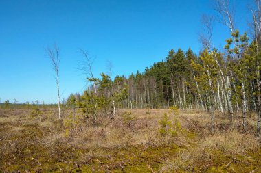 Sonbaharda genç bir bataklık manzarası