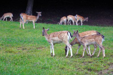 Çayırdaki genç Sika geyiği. Vahşi doğa.