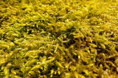 Sonbaharda sarı yosunların yakın çekimi. Arkaplan