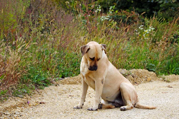 Duży Jasny Pies Siedzi Ziemi Opuszczoną Głową — Zdjęcie stockowe