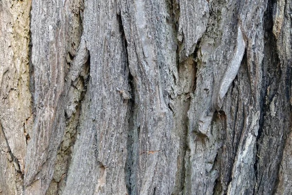 The structure of a large tree trunk close up. Background, texture