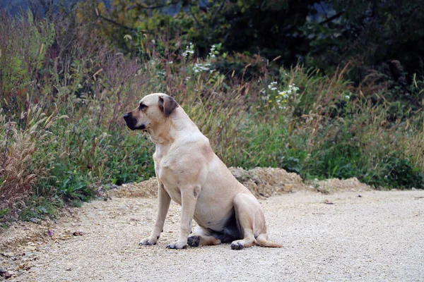 Dorosły Pies Labrador Retriever Siedzi Drodze — Zdjęcie stockowe