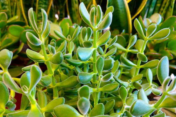 Giovane Pianta Appartamento Verde Vicino Natura Casa — Foto Stock