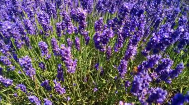 Yakın plan güzel, açan lavanta çiçekleri rüzgarda sallanıyor. Bal arısı lavanta çiçekleri üzerinde çalışıyor.