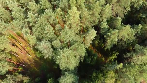 Drohnen Luftaufnahme Von Grünen Wäldern Park — Stockvideo