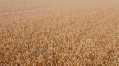Sarı buğday tarlasının havadan görünüşü. Tarım işi ve gıda endüstrisi kavramı.