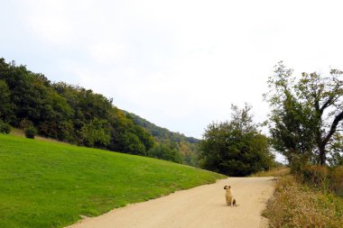 Güzel bir Labrador Retriever yolda oturur. Başıboş hayvanlar