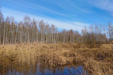Sonbaharda küçük bir bataklık manzarası