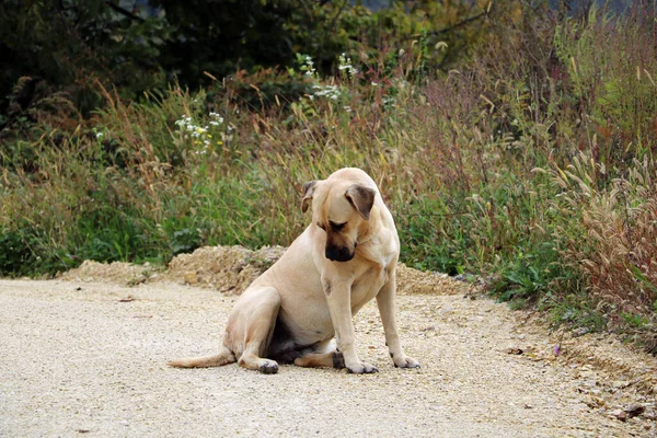 Piękny Labrador Retriever Siedzi Drodze Zbłąkane Zwierzęta — Zdjęcie stockowe