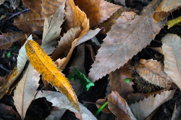 Gelbe Blätter Liegen Auf Dem Gras Der Herbst Ist — Stockfoto