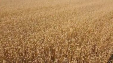İHA kamerasıyla çekilen buğday tarlasının hava görüntüsü.