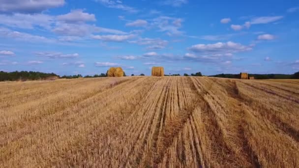 収集された干し草の山で収穫した畑を飛び越える 収穫後の干し草の山の草原 — ストック動画
