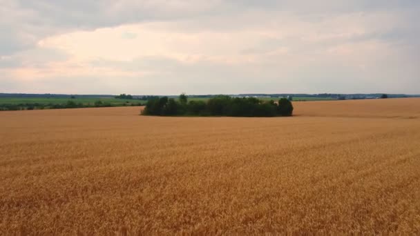 Aereo Volare Vicino Sopra Vasto Campo Grano Giallo — Video Stock