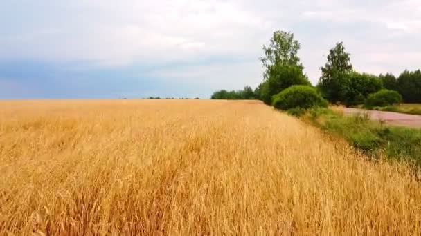 黄金の麦畑の空中ビュー ドローンは小麦の熟した耳の上を飛ぶ — ストック動画