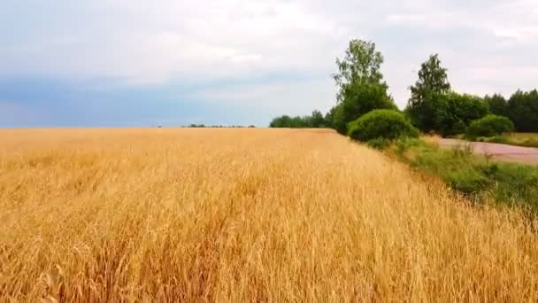 Flygfoto Gyllene Vetefält Drönaren Flyger Över Mogna Öron Vete — Stockvideo