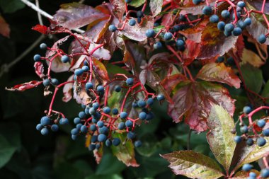 Küçük mavi üzüm demetlerine yakın çekim. Kötü hasat. Açlık