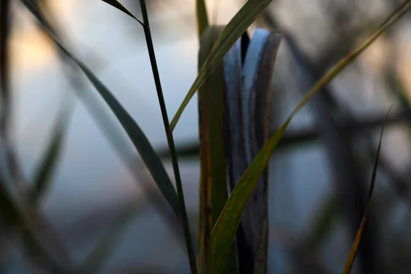 Primo Piano Erba Leggermente Ingiallita Tramonto Focus Selettivo — Foto Stock