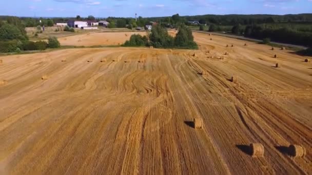 ドローンは 小麦や大麦の収穫された黄色のフィールド上を飛ぶ サロム ベール 農業の概念 — ストック動画
