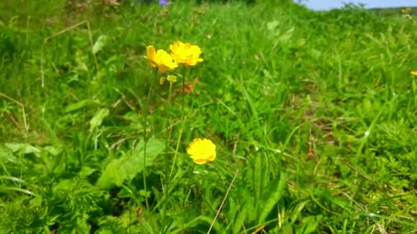 庭の晴れた日には小さな黄色の花が風に揺れる — ストック動画