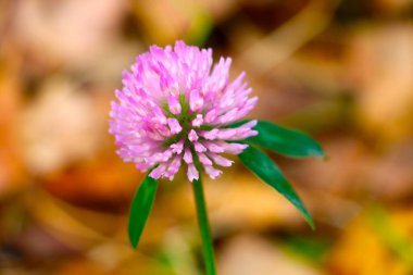 Çayırda yakın plan yonca çiçeği. Doğa