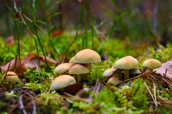 Jonge Paddenstoelen Groeien Omringd Door Mos Vergeeld Gebladerte Vallen — Stockfoto