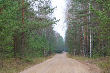Orman kumlu yolu. Sisli sonbahar gri sabahı