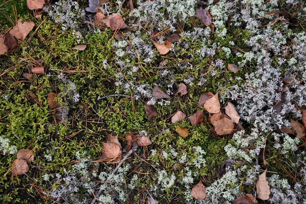 Bovenaanzicht Van Vergeelde Bladeren Groen Mos Achtergrond Verandering Van Seizoenen — Stockfoto