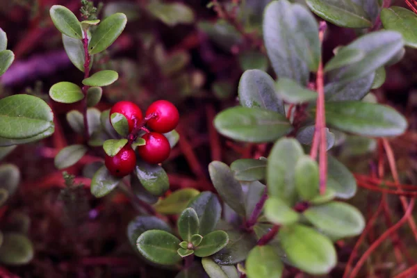 Preiselbeerstrauch Herbst Rote Leuchtende Beeren Selektiver Fokus — Stockfoto
