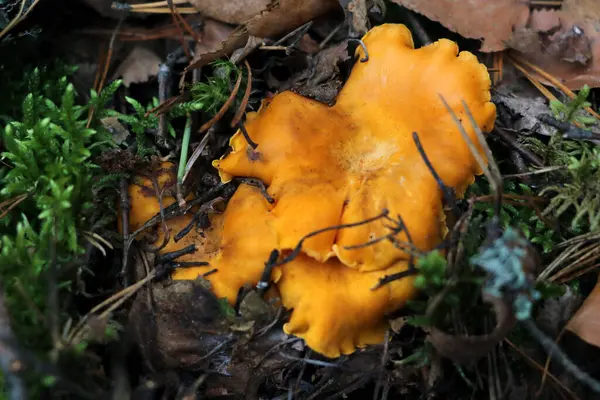 Champiñones Chanterelle Amarillo Brillante Caída Recogida Bayas Setas — Foto de Stock