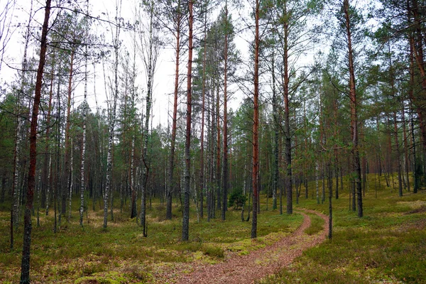 Junger Nadelwald Einem Bewölkten Herbsttag — Stockfoto