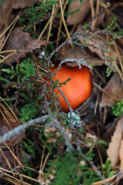 Ein Pilz Mit Roter Mütze Versteckte Sich Moos Unscharf — Stockfoto