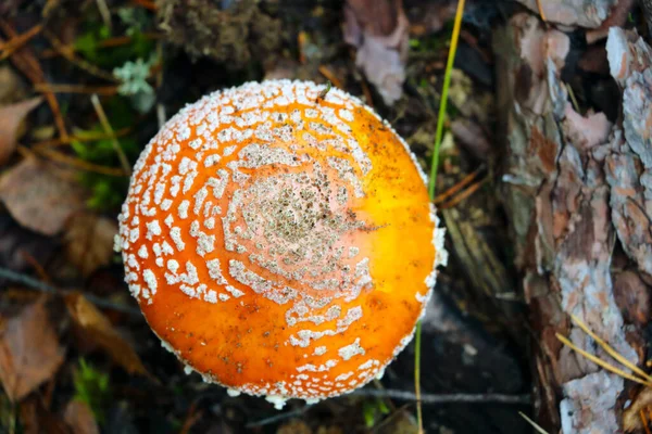 Top view of the poisonous mushroom fly agaric