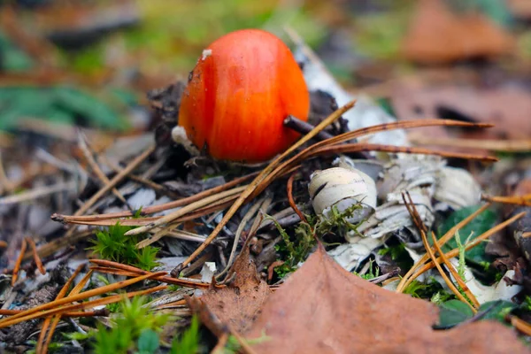 Casquette Rouge Jeune Champignon Fait Mousse Feuilles Jaunes — Photo