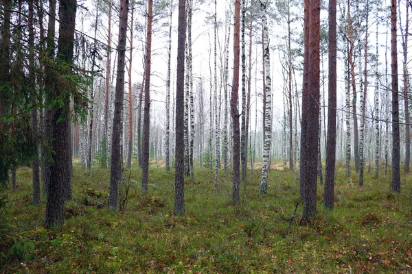 Güz Genç Ormanı Sisli Gri Bir Sabahta — Stok fotoğraf