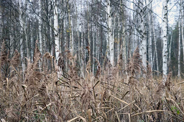 秋に乾燥した黄色の沼の植物 選択的焦点 — ストック写真