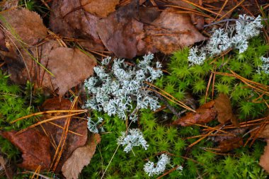 Yerdeki sarı yaprakların en üst görüntüsü. Düş