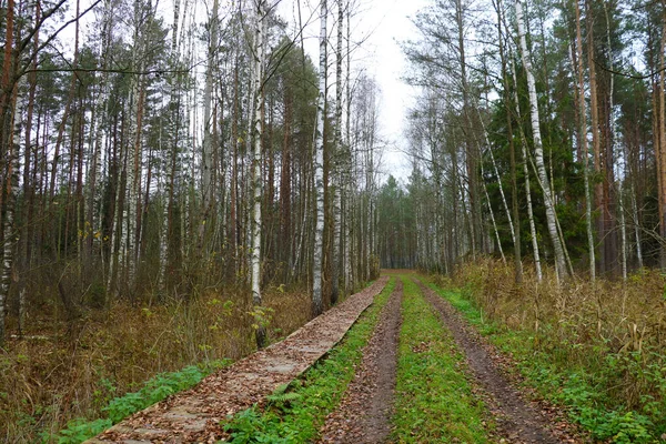Waldweg Und Fußweg Gelbem Laub Sturz — Stockfoto