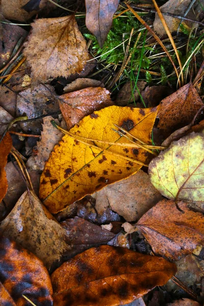 Hojas Amarillas Otoño Yacen Suelo Cambio Estaciones —  Fotos de Stock