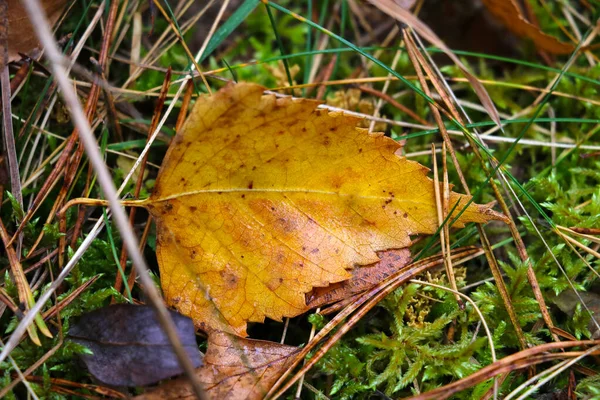 黄色の秋の葉が地面にあります 季節の変化 — ストック写真