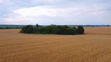Bir dron sarı buğday ya da arpa tarlasında uçar..
