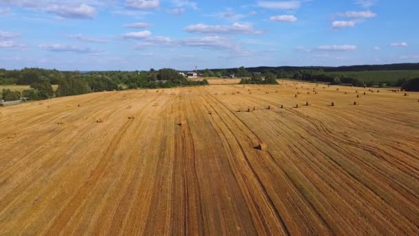 ドローンは黄色の収穫した小麦畑を飛び越える サロム ベール 晴れた日 農業の概念 — ストック動画