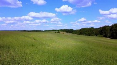 Ormana bakan yeşil bir arazide uçuyor. Mavi gökyüzü ve beyaz bulutlarla güneşli bir gün..