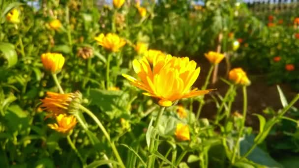 Uma Flor Amarela Oscila Vento Jardim — Vídeo de Stock