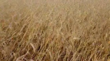 Sarı buğday ya da arpa tarlasında uçarken.