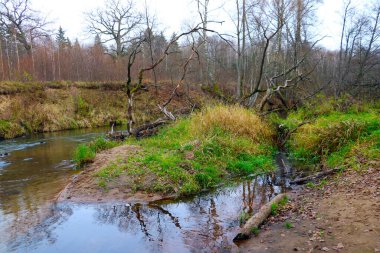 Sonbaharda sularda ağaçlar olan küçük kıvrılan bir nehir.