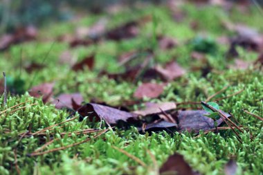 Ormandaki sarı yapraklar yeşil yosunların üzerinde.